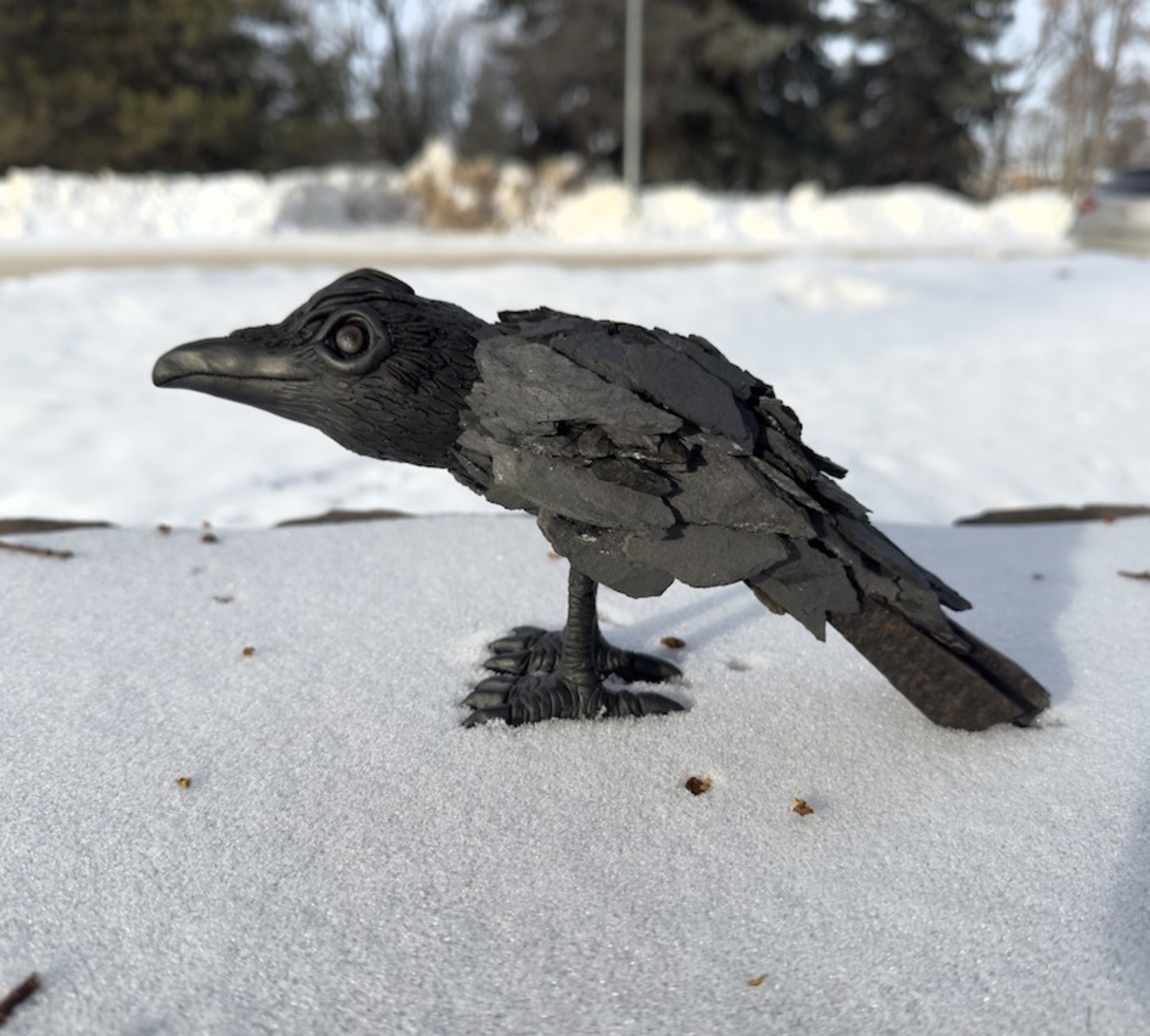 Corvus
